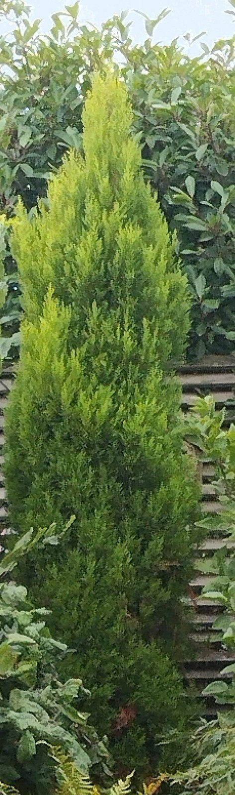conifeer Cupressus macrocarpa 'Goldcrest', Tuin en Terras, Vaste plant, Bloeit niet, Halfschaduw, Ophalen