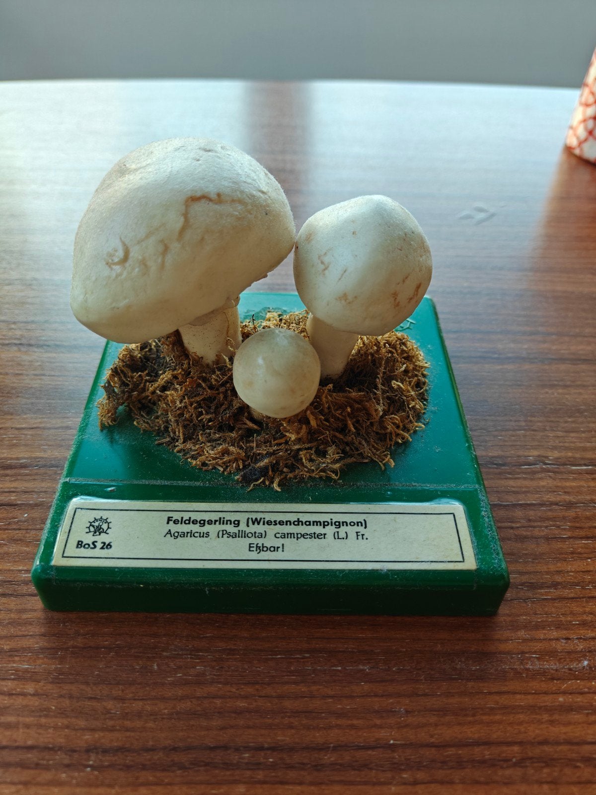 Somso botanisch model paddenstoel - Veldchampignon, Ophalen of Verzenden, Gebruikt, Overige typen