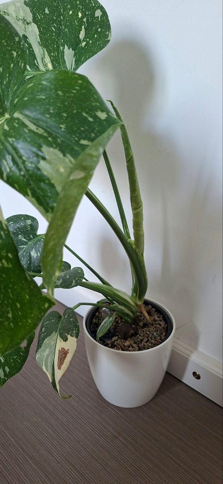 Monstera Thai Constellation - Prachtige Variegata Kamerplant, Ophalen