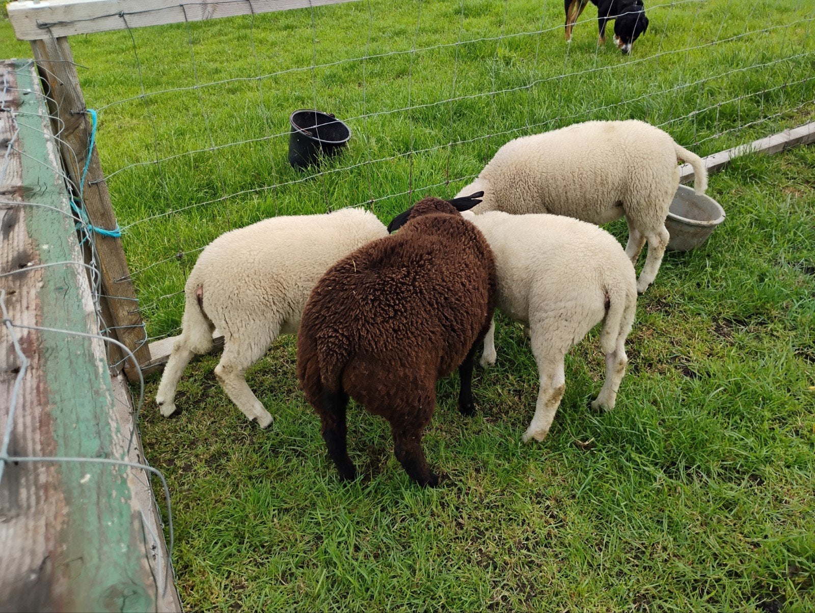 6 Mooie makke ooi en ram lammeren, Dieren en Toebehoren, Meerdere dieren, Schaap