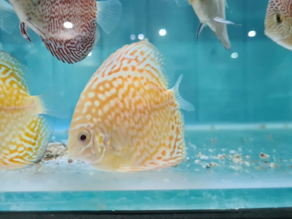 Albino Leopard Discus, Symphysodon Discus, Dieren en Toebehoren, Vis, Zoetwatervis