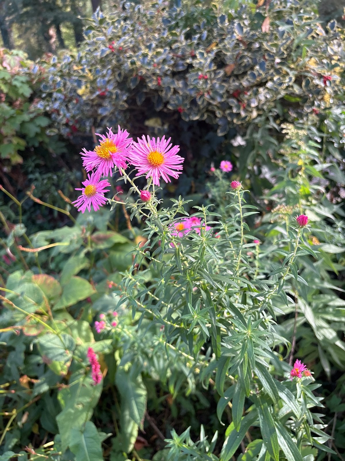 Gevraagd ik stekjes Herfstasters -, Volle zon, Vaste plant, Herfst, Ophalen