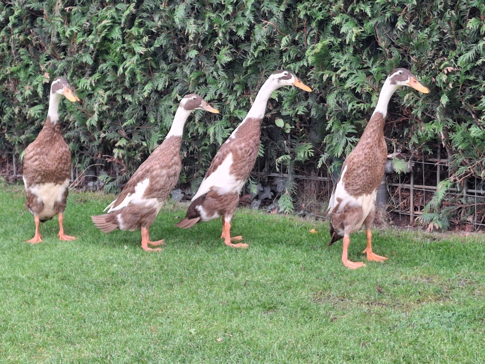 loopeenden, Dieren en Toebehoren