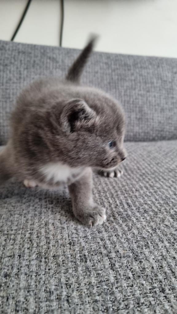 een vrouwelijke kat, Poes