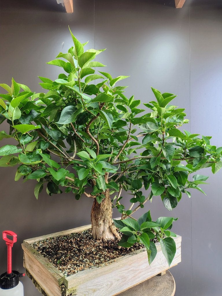 Startplanten voor bonsai, In pot, Bloeit niet, Halfschaduw, Minder dan 100 cm
