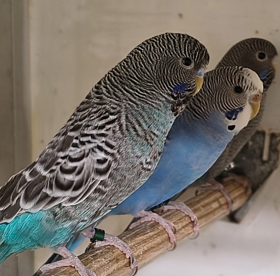 parkietjes, Meerdere dieren, Parkiet, Geringd