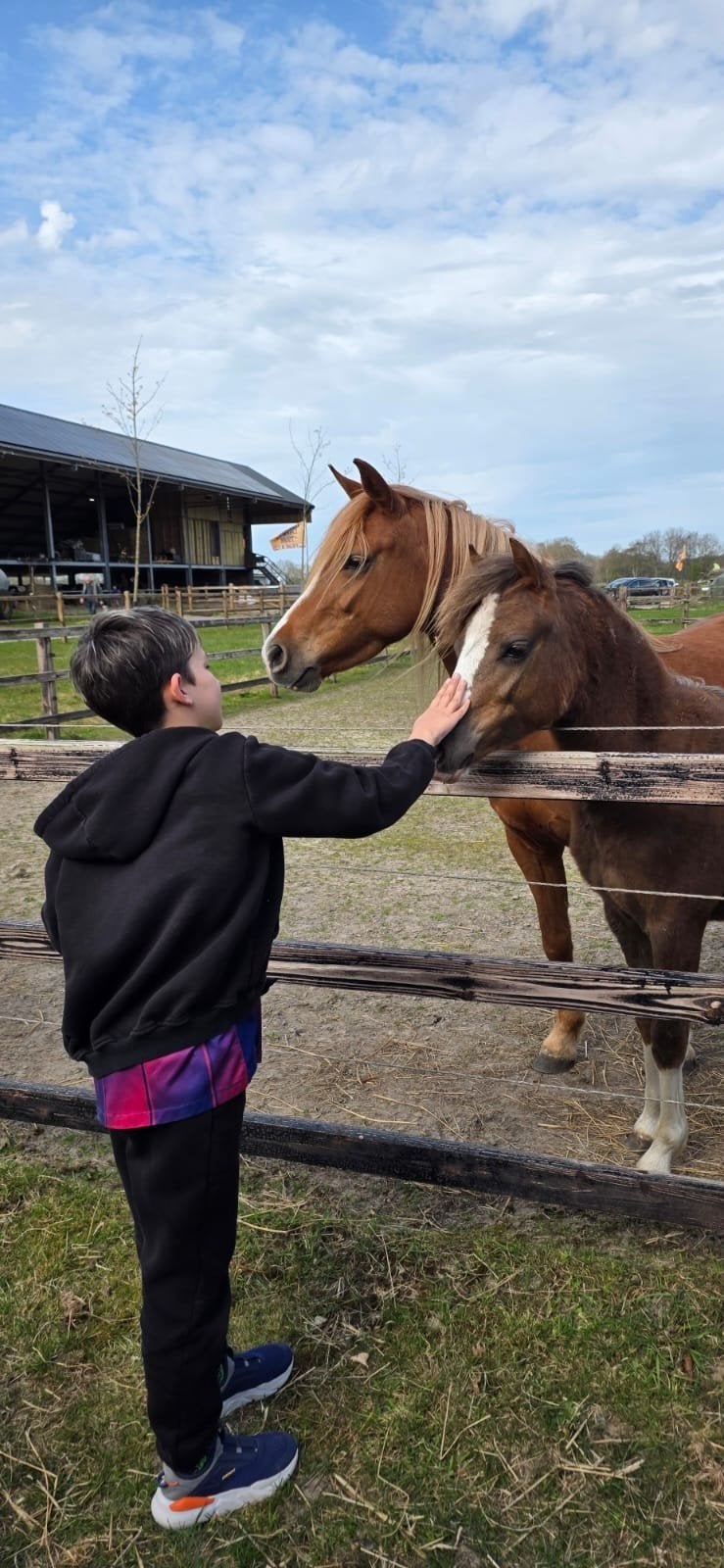 Hogere prijsklasse Welsh B pony's, Merrie