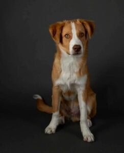 Como, 15 weken tot 1 jaar, Buitenland, Parvo, Eén hond