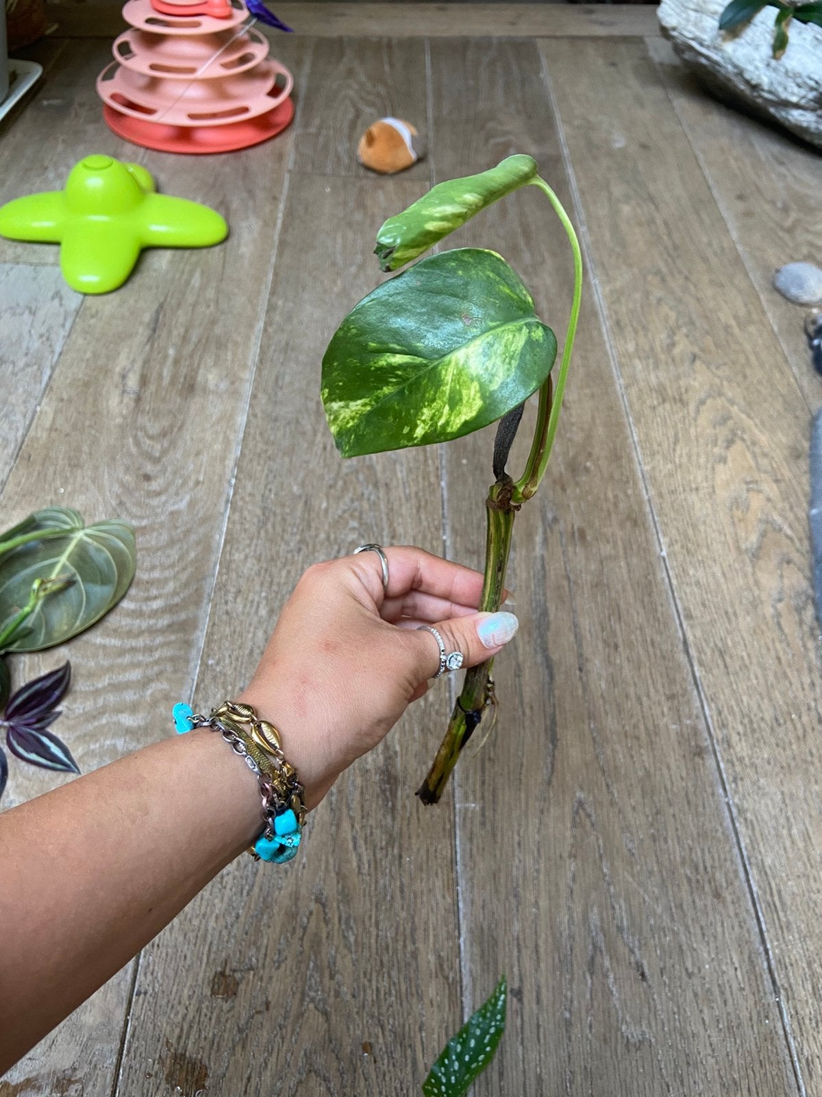 Monstera goldenflame kopstek, Ophalen of Verzenden, Halfschaduw, Minder dan 100 cm