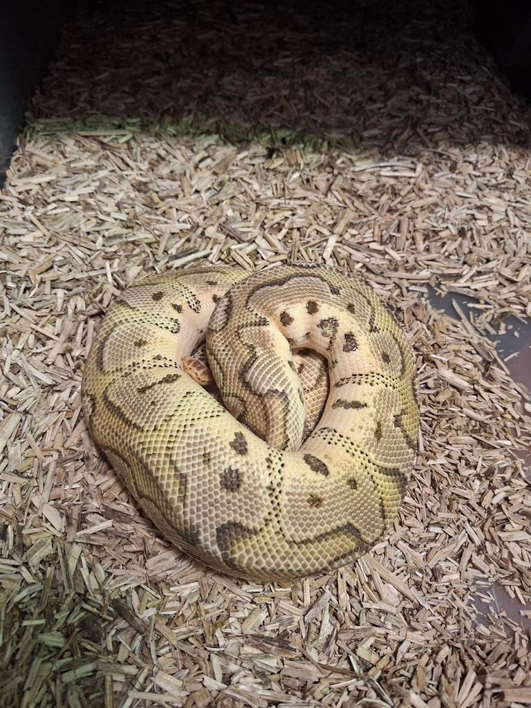1.0 Pastel Clown nakweek 22. Ball Python - male for sale from mommyof2