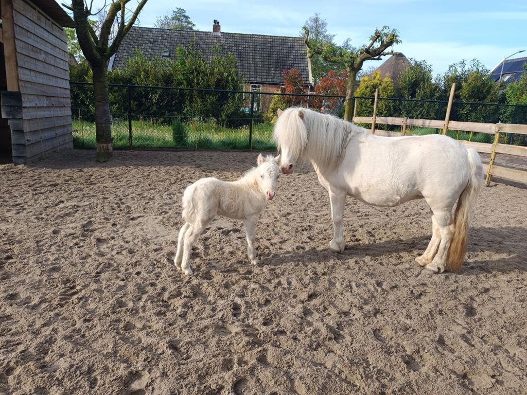 2 jarige nmprs hengst, Hengst, 0 tot 2 jaar
