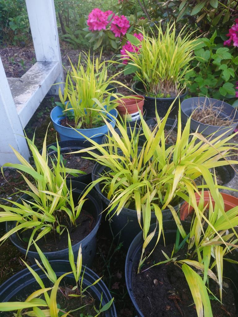 Hakonechloa macra all gold, Ophalen, Overige soorten, Volle zon