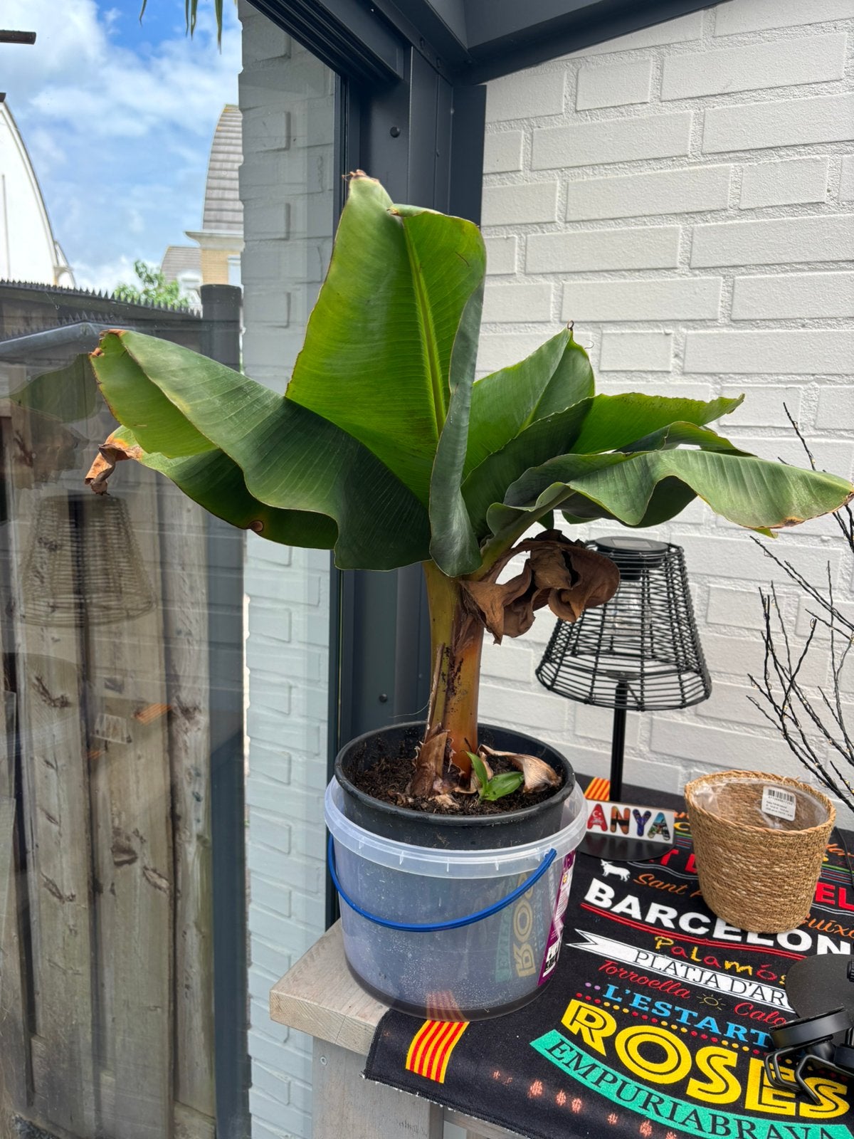 Stekken Musa banaan, Ophalen, Halfschaduw, Minder dan 100 cm