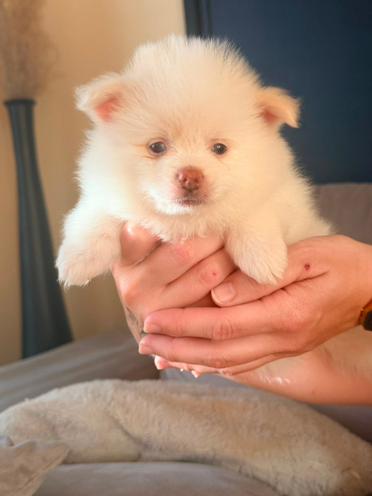 Wit Pomeriaantje mag binnenkort het nest verlaten, Keeshond, 8 tot 15 weken, Meerdere, Meerdere dieren