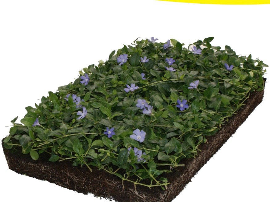 Vinca (maagdenpalm)cassettes voor dak en tuin, Ophalen of Verzenden, Overige soorten, Halfschaduw