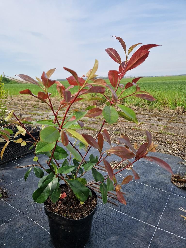 Photina 'Red Robin' glansmispel, Ophalen, Overige soorten, Struik, Minder dan 100 cm