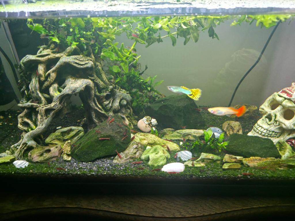 Red shrimps and baby guppies, Ophalen of Verzenden, Gevuld zoetwateraquarium