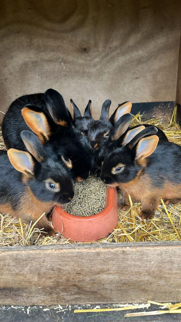 Te koop jonge Black&Tan konijntjes, Geslacht onbekend, Klein, 0 tot 2 jaar