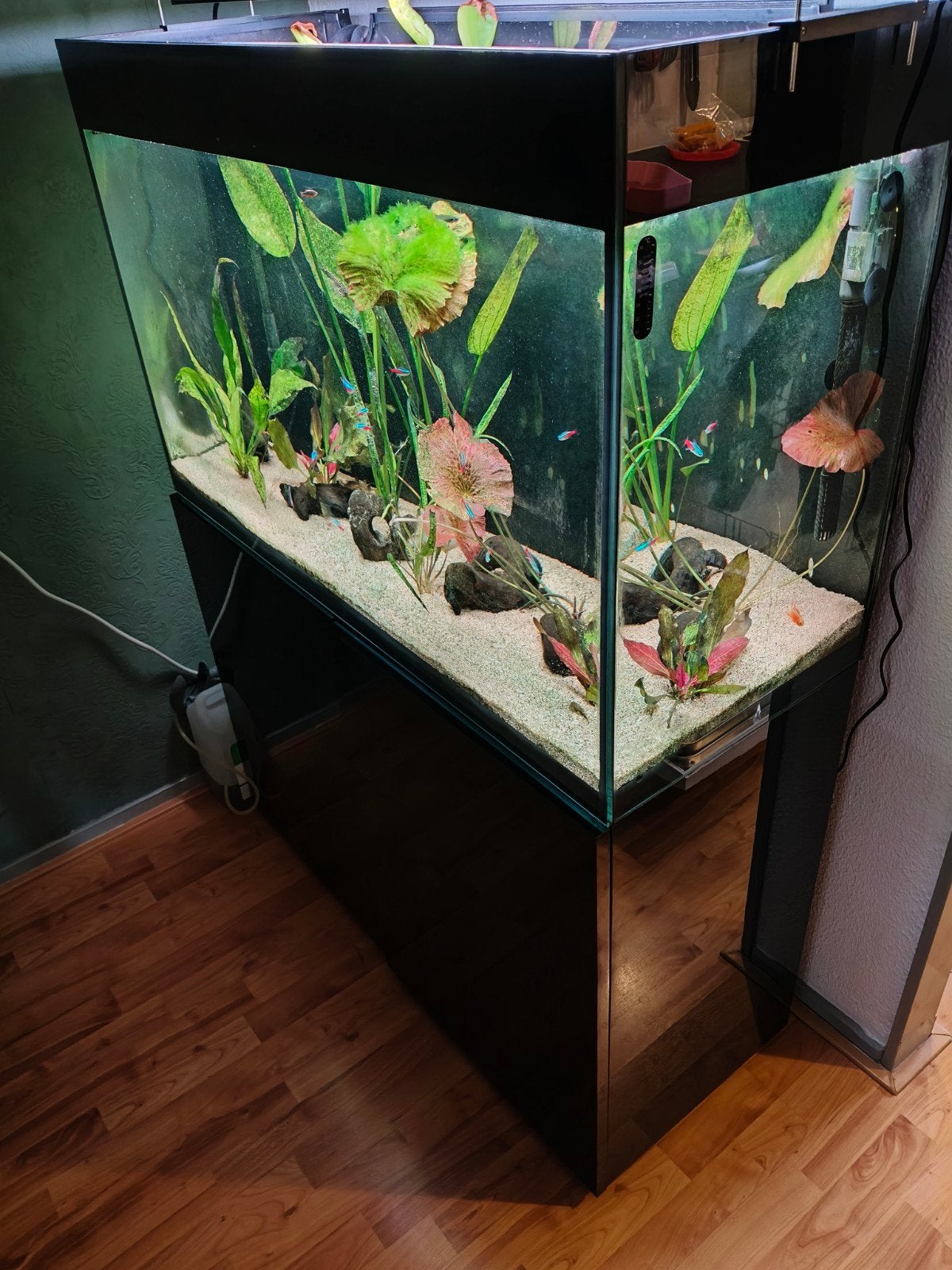 aquarium, Ophalen of Verzenden, Aquael, Inclusief deksel, Gevuld zoetwateraquarium
