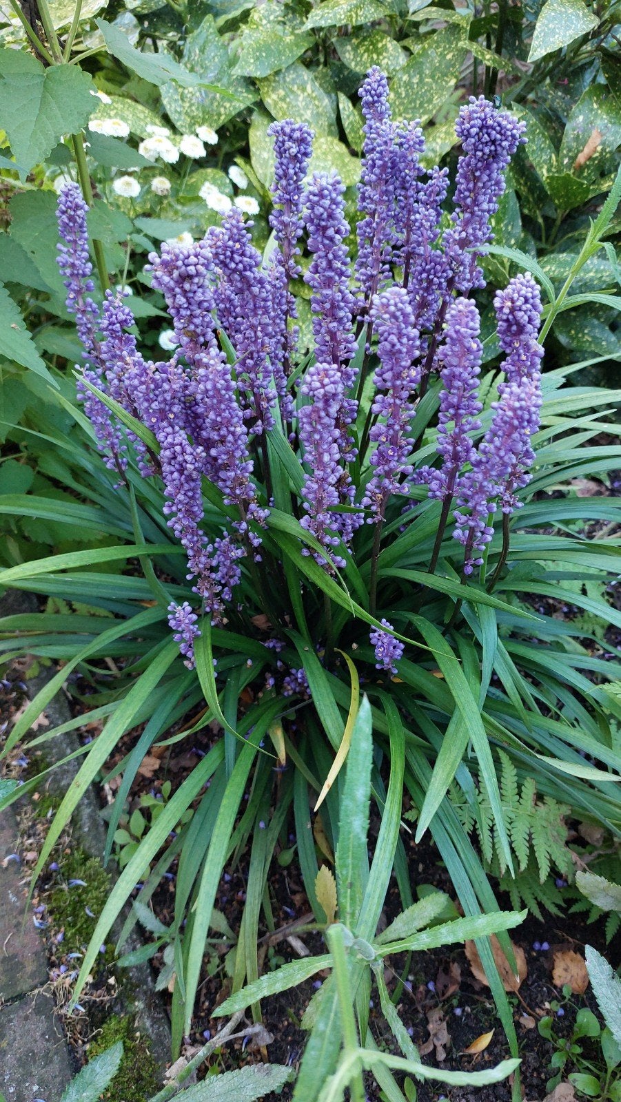 Liriope muscari Moneymaker leliegras, Ophalen, Vaste plant, Siergrassen, Halfschaduw