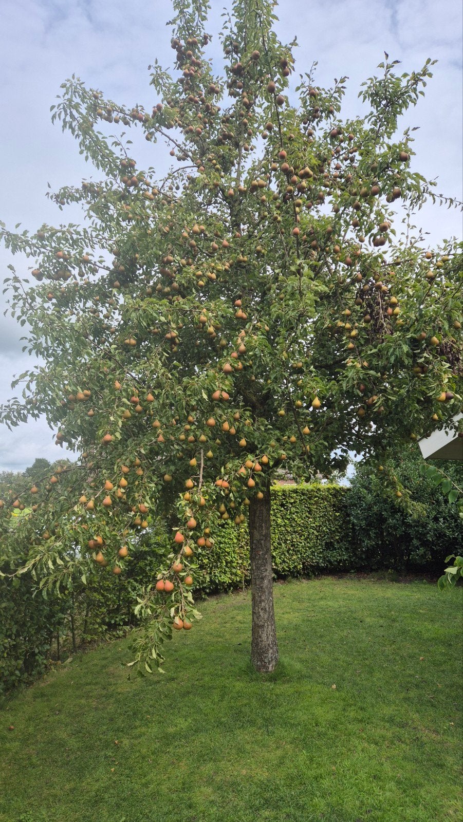 Gieser Wildeman stoofperen, Ophalen, Minder dan 100 cm, Overige soorten, Lente