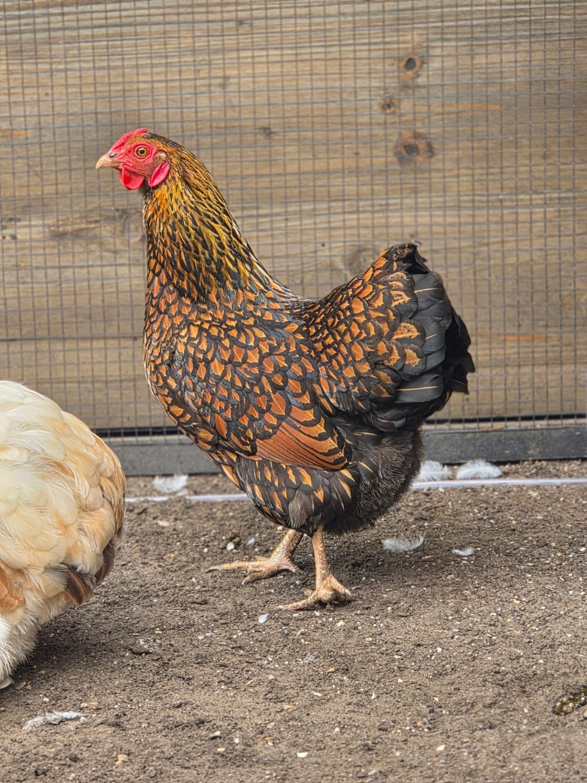 Wyandotte kriel hen, Dieren en Toebehoren, Pluimvee, Vrouwelijk, Kip