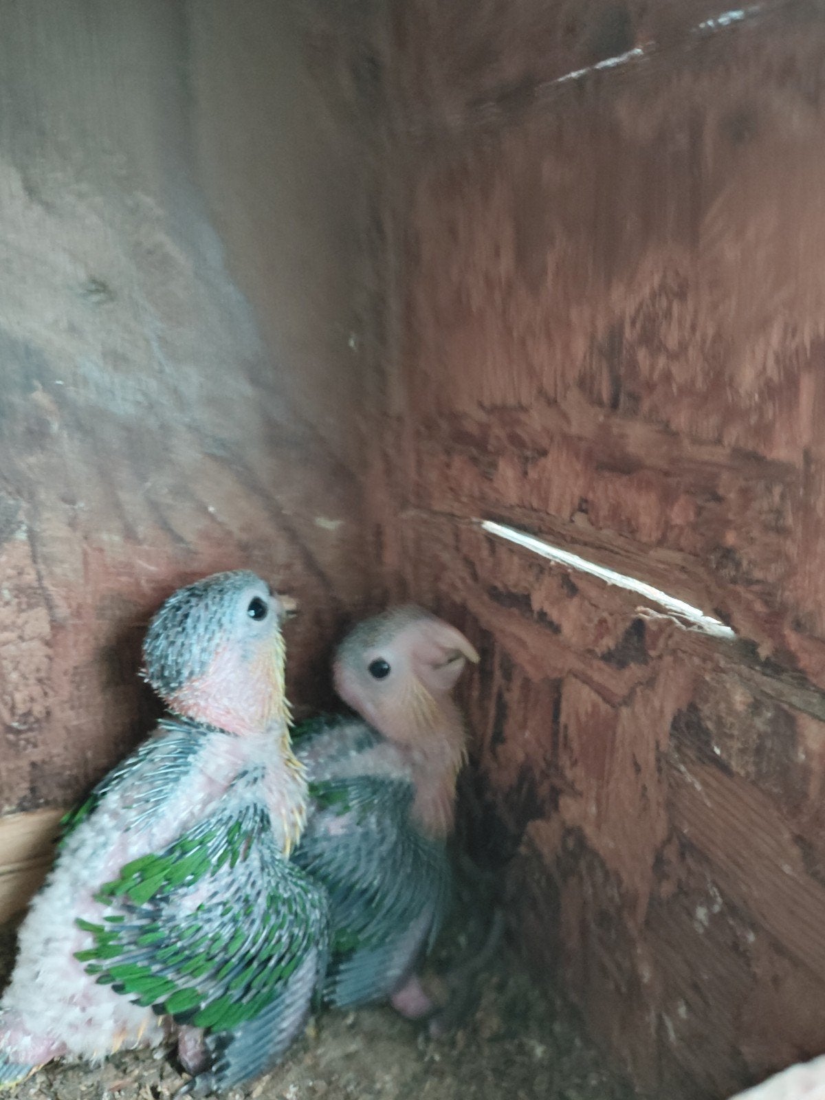 Te koop twee jonge roestkop caiques, Geslacht onbekend, Papegaai