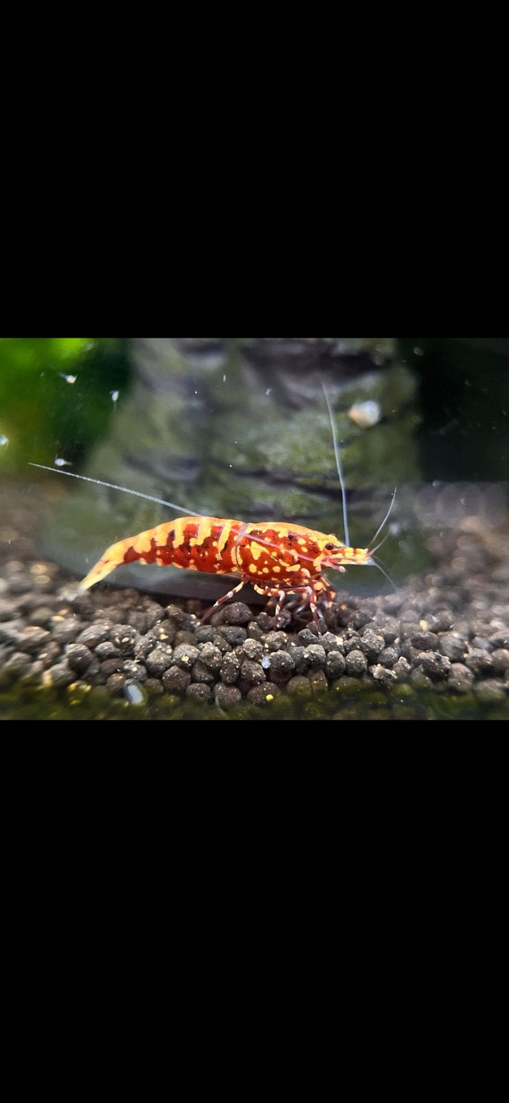 Galaxy Fishbone Snowflake Red high grade garnalen. Nog 20!, Dieren en Toebehoren, Kreeft, Krab of Garnaal