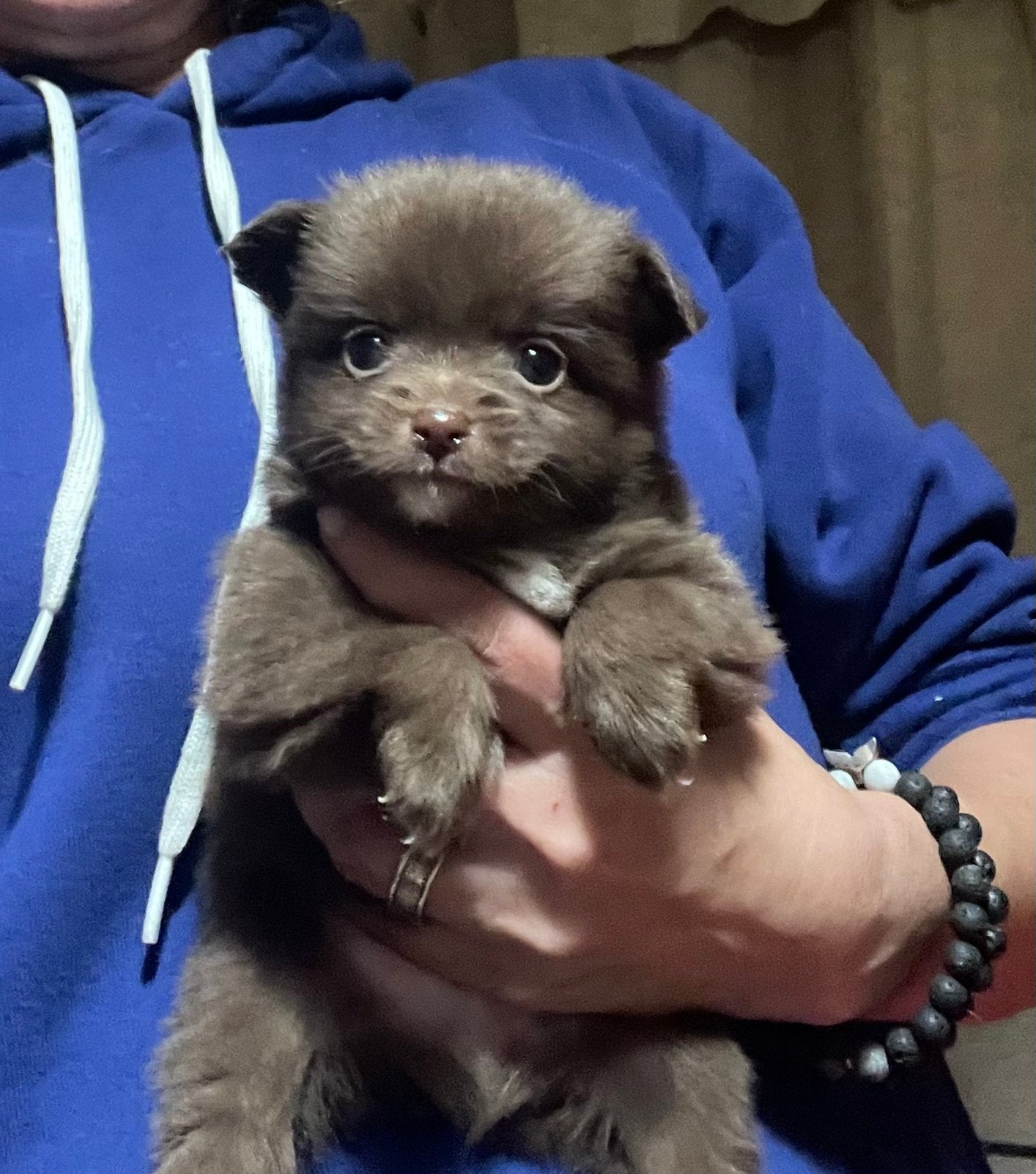 Pomchi pups, Overige rassen, CDV (hondenziekte), 8 tot 15 weken, Meerdere