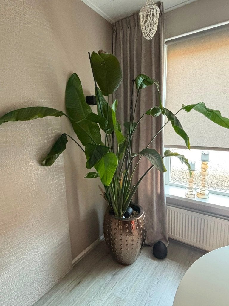 Luxe bronskleurige bloempot incl. strelitzia, Tuin en Terras, Ophalen, Rond, Binnen, Minder dan 25 cm