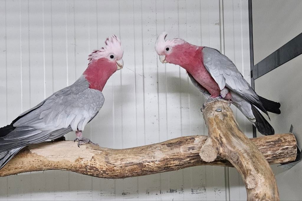 2-0 Rose kaketoe, Mannelijk, Papegaai