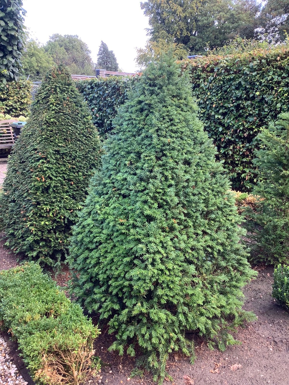 Gratis 3 piramides van Taxus circa 180 cm hoog, Ophalen, Taxus