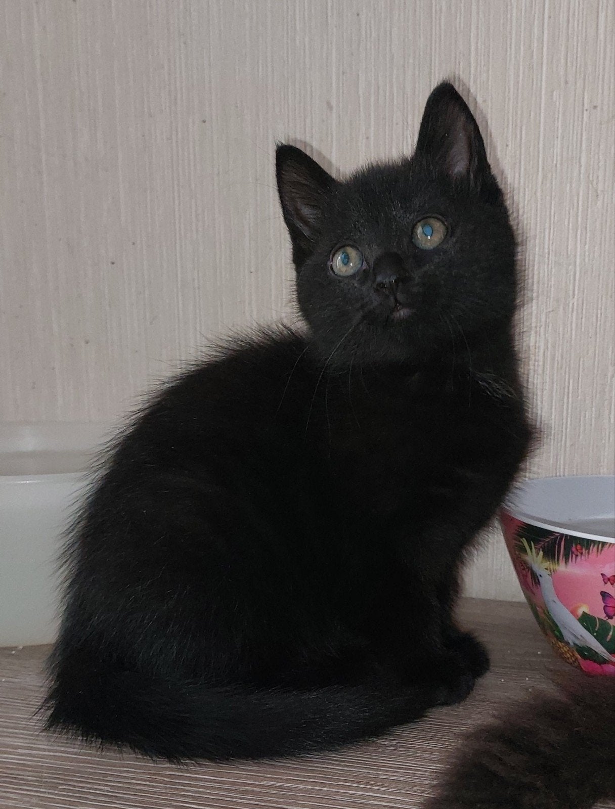 2 kruising britse Britse korthaar/turkse Angora kittens, Dieren en Toebehoren