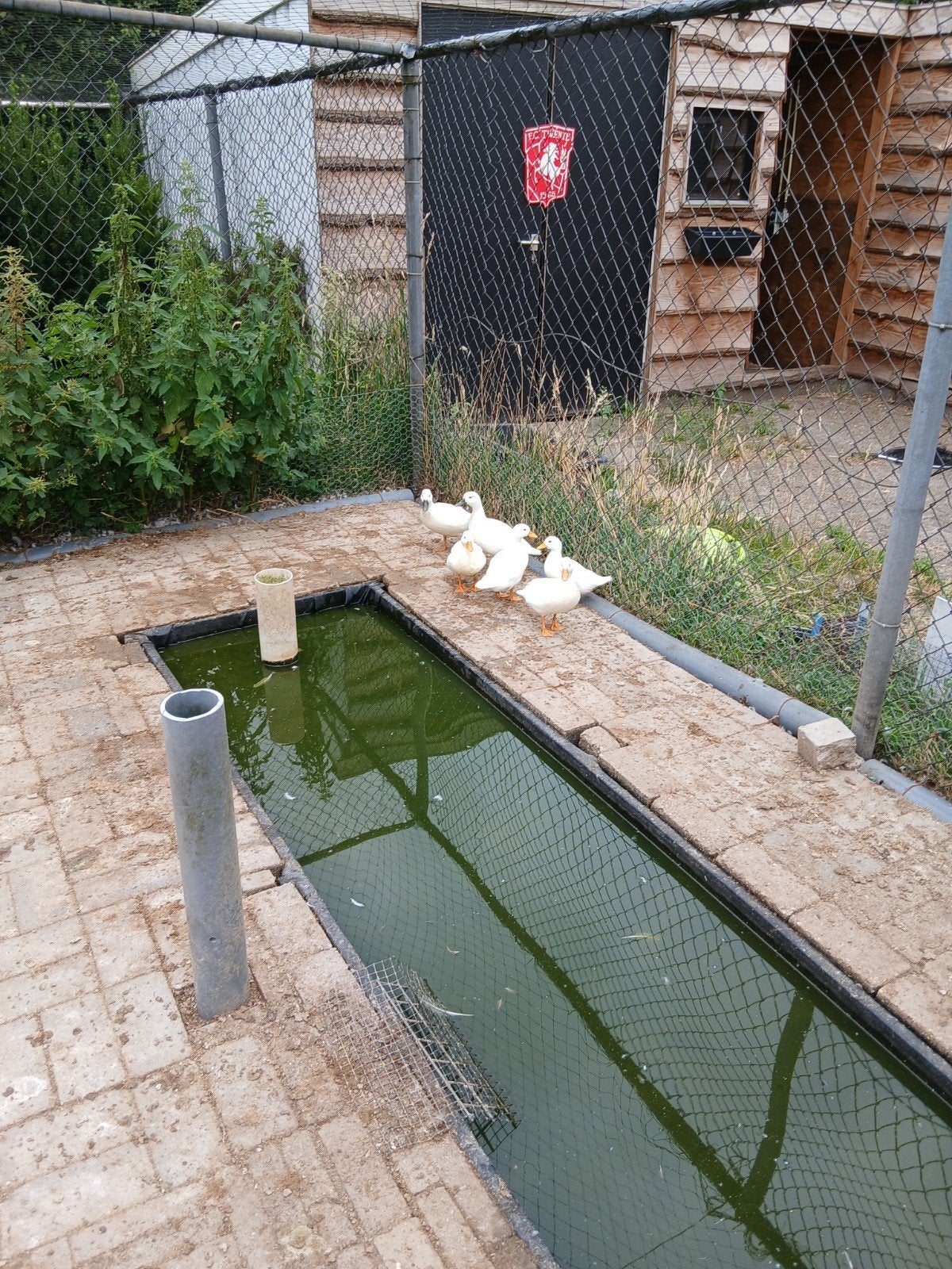 Diverse eenden, Dieren en Toebehoren, Pluimvee | Toebehoren, Overige typen, Ophalen