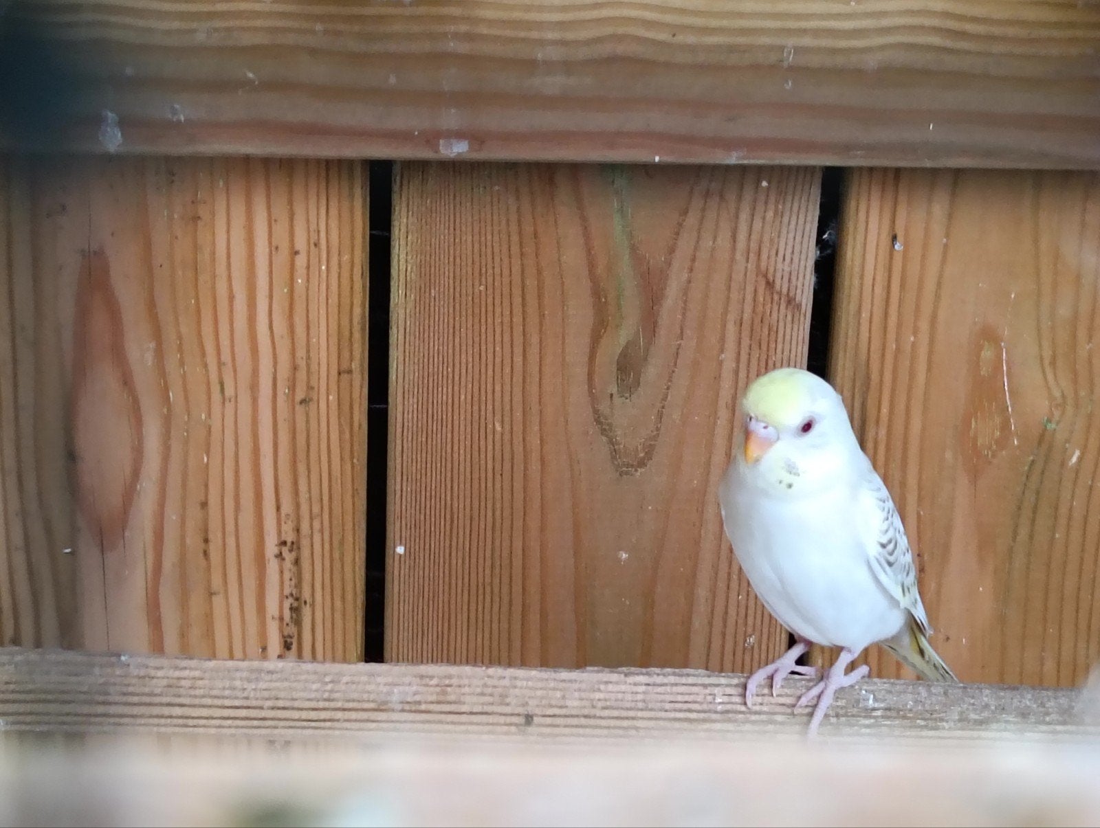 2 grasparkieten te koop, Meerdere dieren, Parkiet