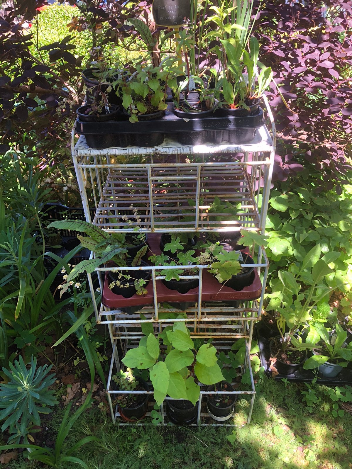 Tuin plantjes, vul nog even wat lege plekken, Tuin en Terras, Planten | Tuinplanten, Ophalen, Vaste plant, Overige soorten, Halfschaduw