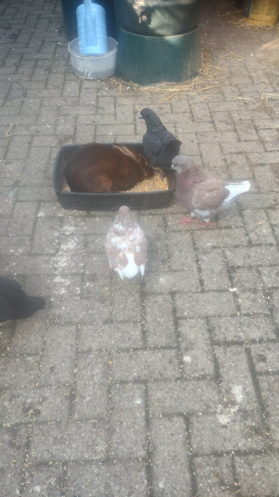 King duiven, Dieren en Toebehoren, Vogels | Duiven, Meerdere dieren, Overige soorten