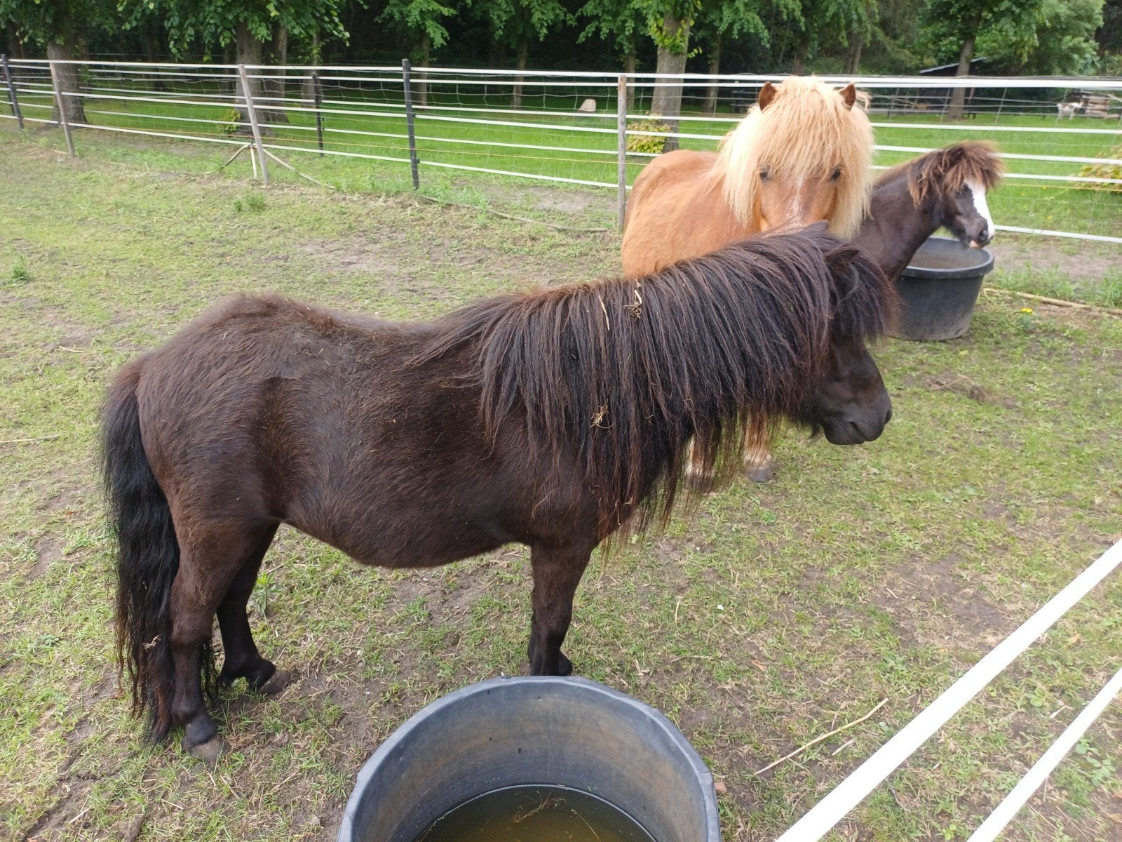 Twee Shetlander merrie's, Dieren en Toebehoren, Pony's, Merrie, A pony (tot 1.17m), 0 tot 2 jaar, Gechipt, Ontwormd