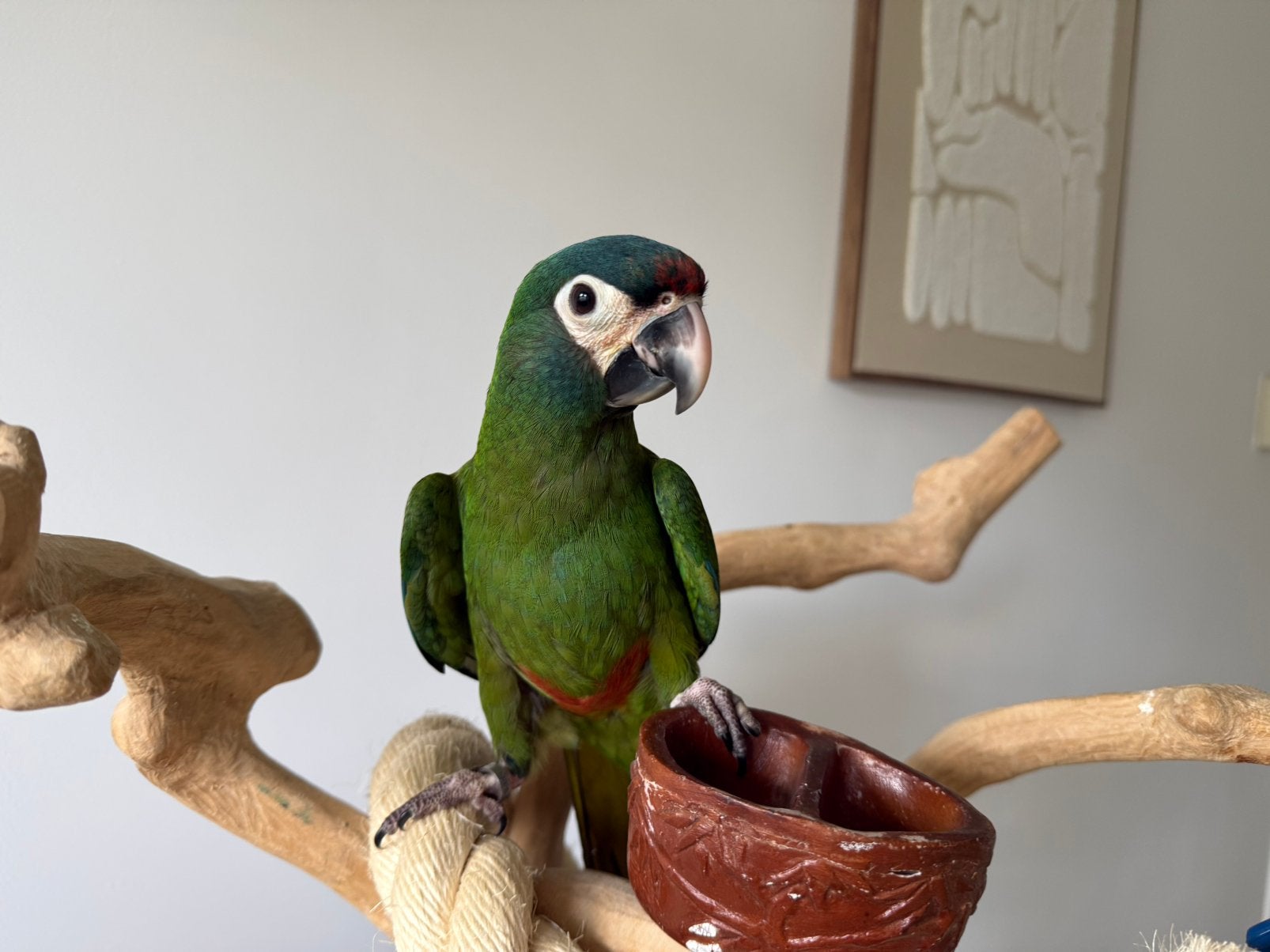 Lieve jonge ara maracana pop, Dieren en Toebehoren, Vogels | Parkieten en Papegaaien, Vrouwelijk, Papegaai, Pratend