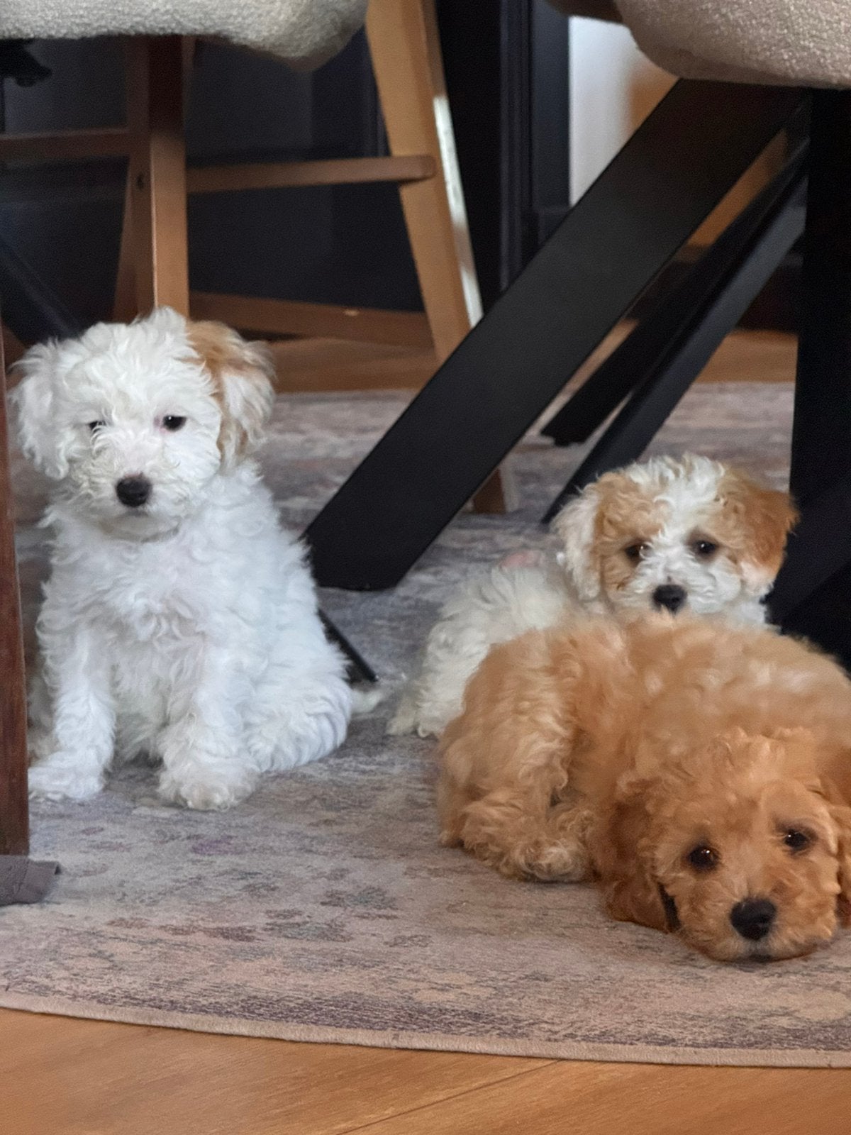 Labradoodle pups mini, Dieren en Toebehoren, 8 tot 15 weken, Meerdere, Meerdere dieren, Klein