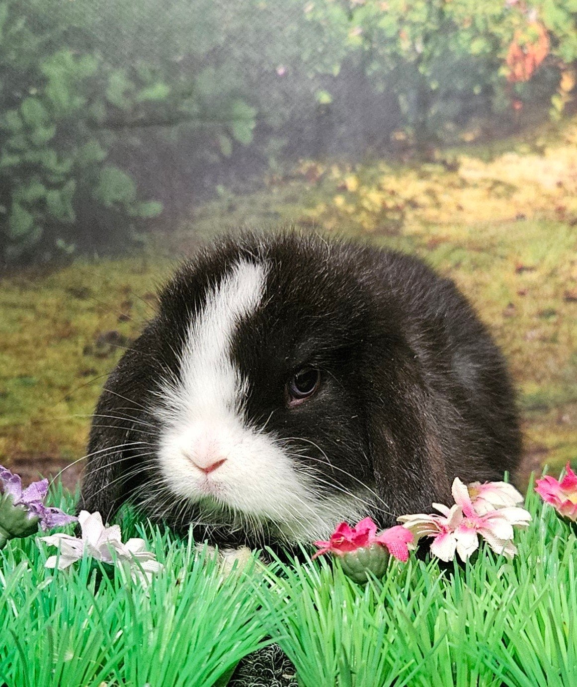 minilops hangoordwerg konijntjes heel mak, Meerdere dieren, Dwerg, Hangoor