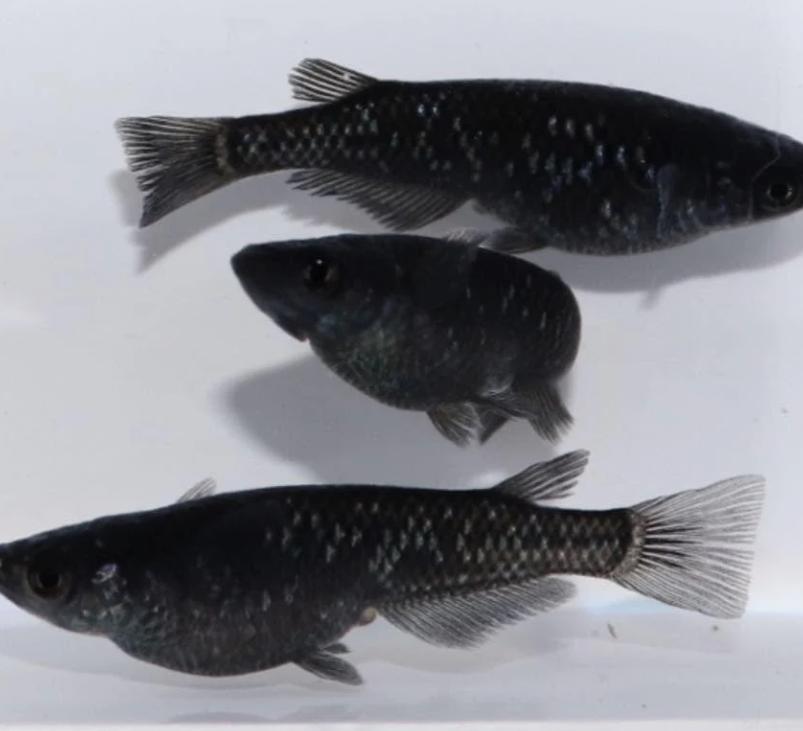 Medaka - Japanse Rijstvis - Midnight Black, Dieren en Toebehoren, Vis