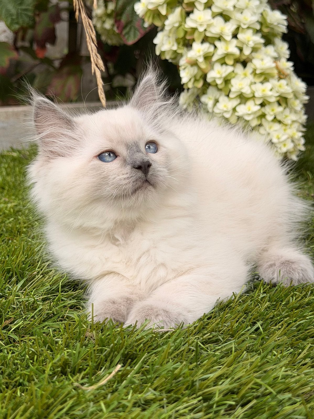 Ragdoll kittens, Meerdere dieren, Gechipt, 0 tot 2 jaar