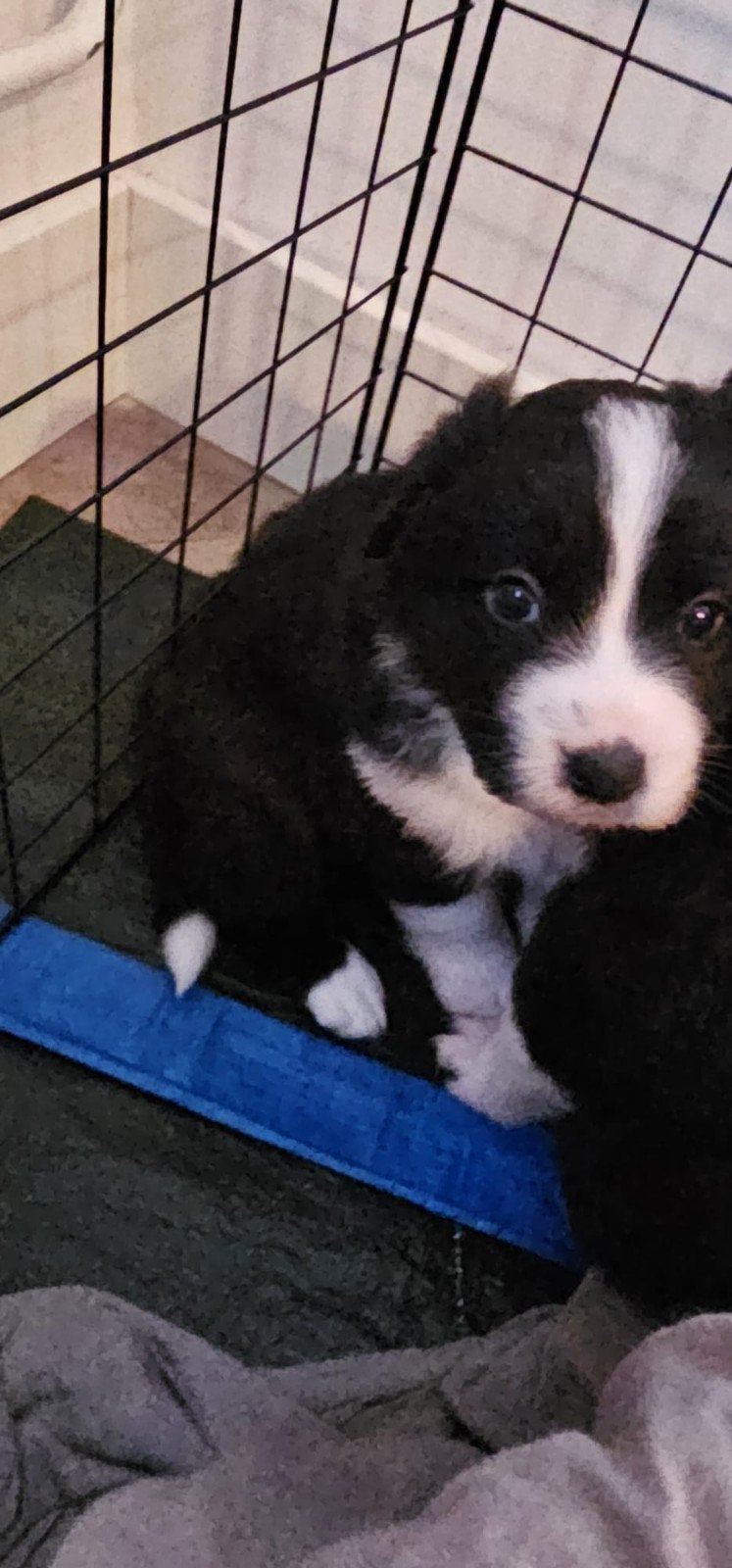 Pups rottweiler/husky/kruising, 8 tot 15 weken, Meerdere, Meerdere dieren, Nederland