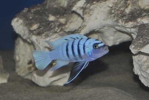Cynotilapia Afra hara Gallireya reef mannen, Dieren en Toebehoren, Vissen | Aquariumvissen, Vis, Zoetwatervis