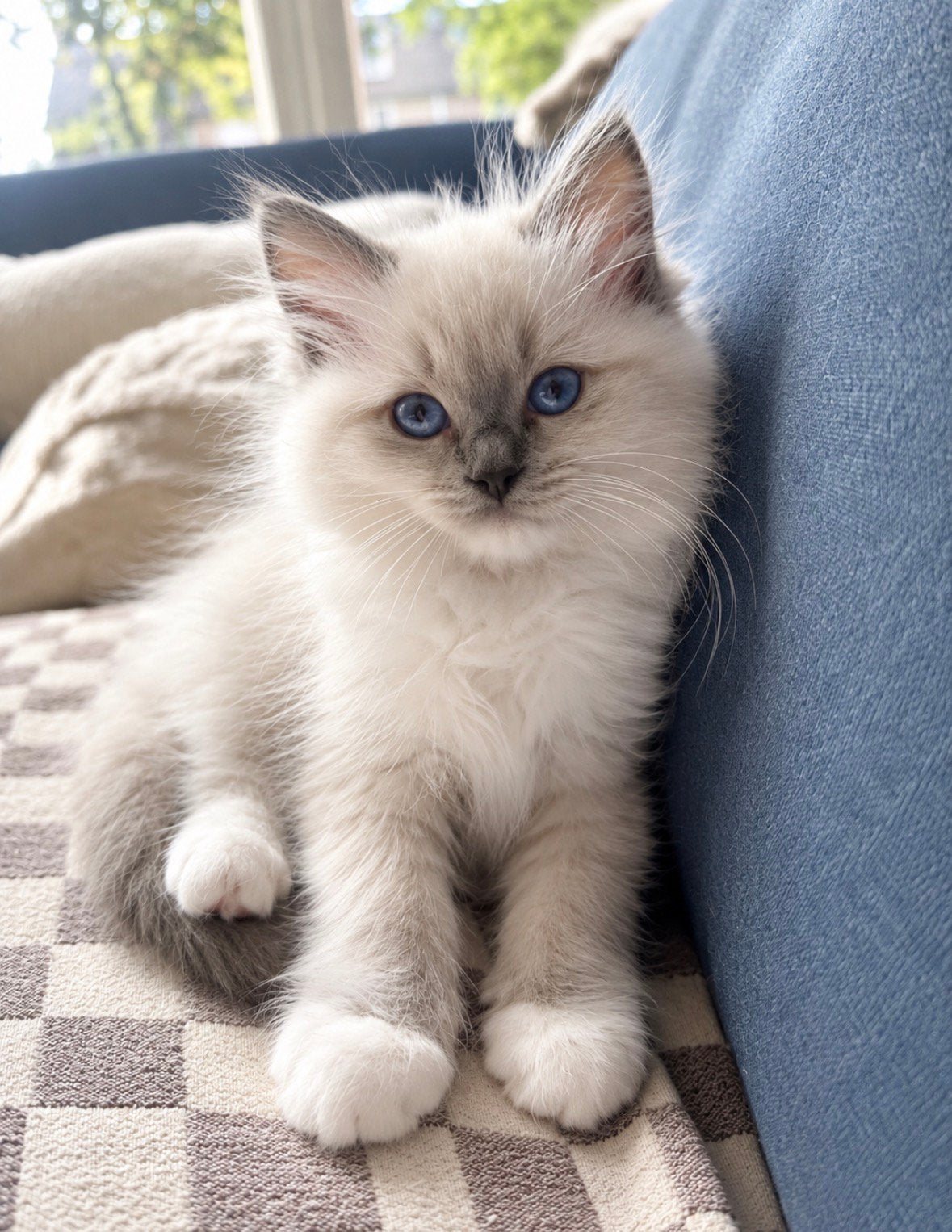 Ragdoll kittens (stamboom + getest) evt fokpoesje., Dieren en Toebehoren, Meerdere dieren, Met stamboom, 0 tot 2 jaar