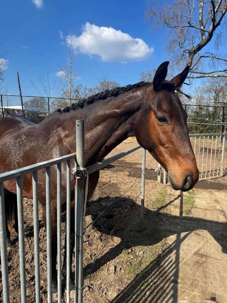 Paard/ E pony tekoop aangeboden, Dieren en Toebehoren, Ophalen, Zo goed als nieuw, Recreatie