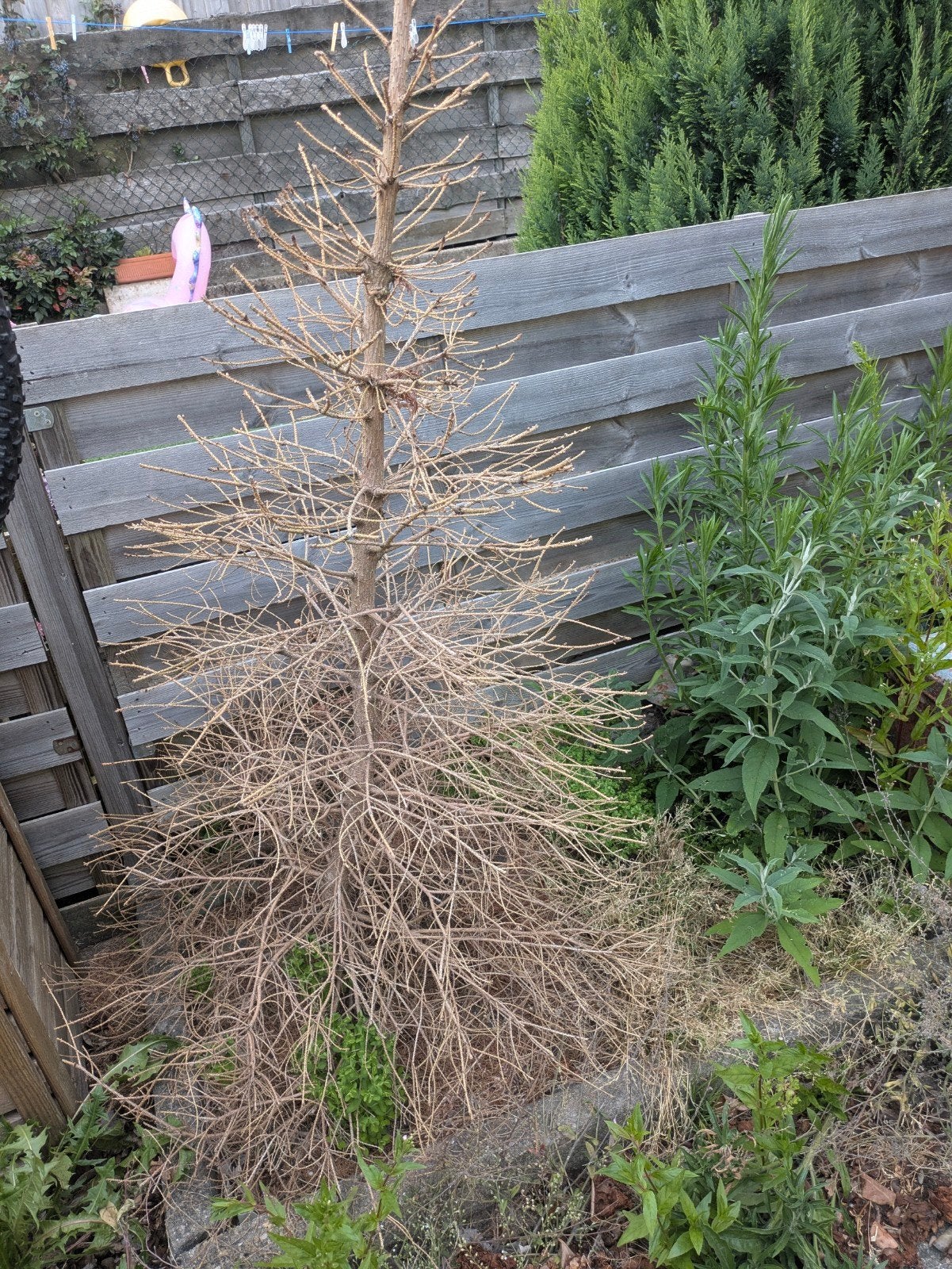 Kerstboom, Ophalen