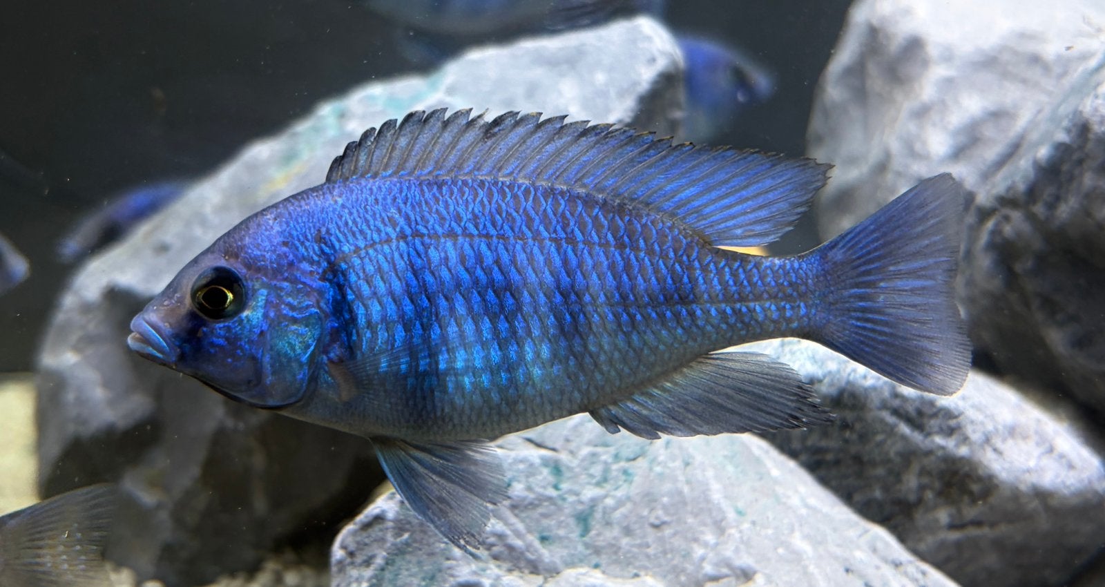 Placidochromis phenochilus tanzania spiegel cichlide malawi, Vis