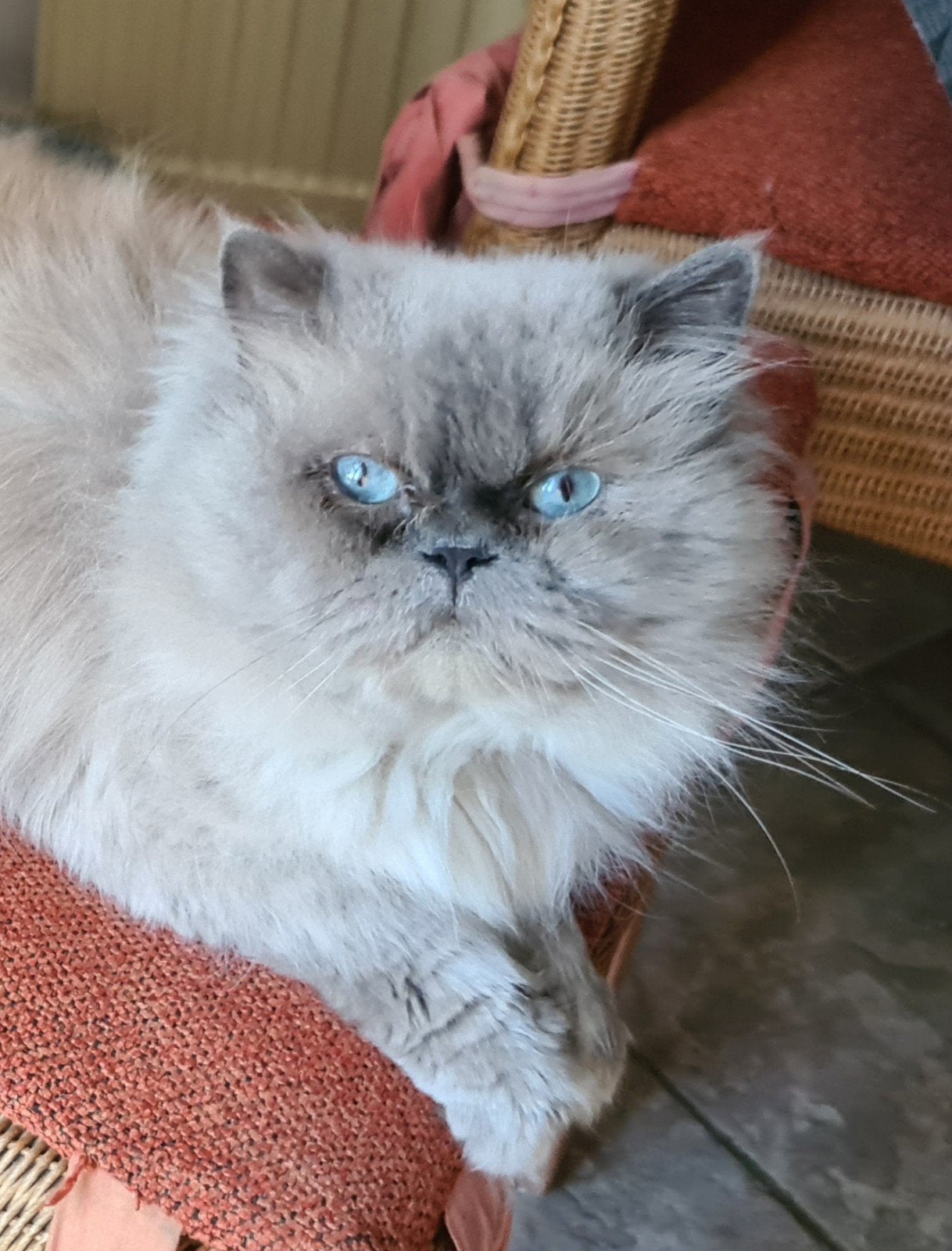Perzische kater met stamboom, geboren 2018